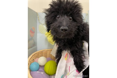 成約済の北海道のミックス犬-281827の8枚目
